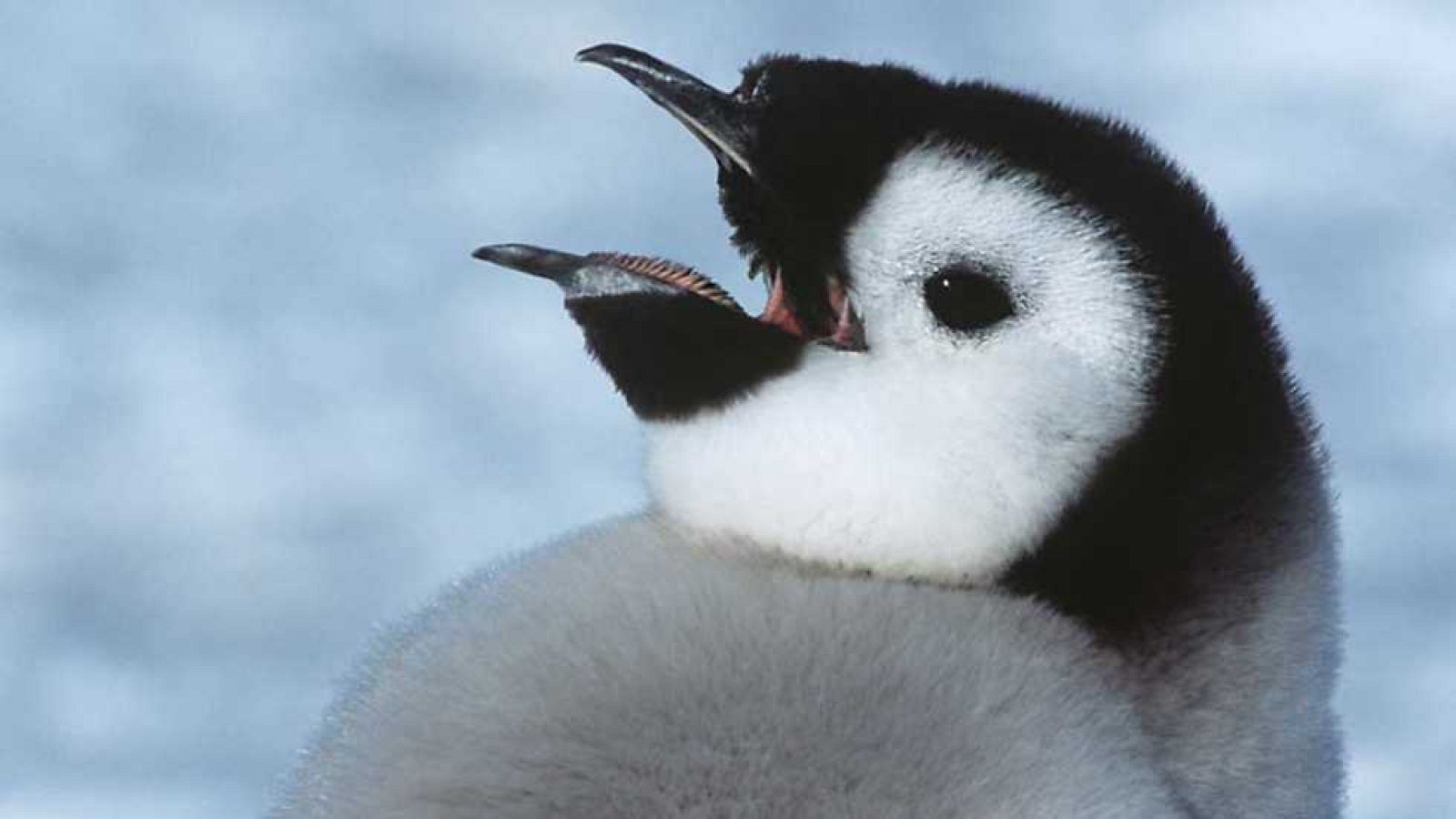Grandes documentales - Penny y Sommy - ver ahora