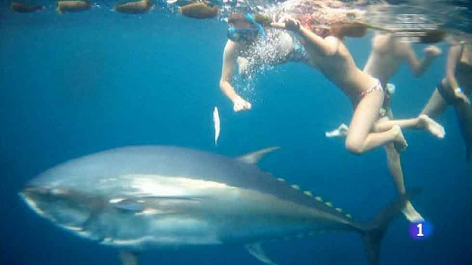 ¿Te vienes a nadar entre atunes?