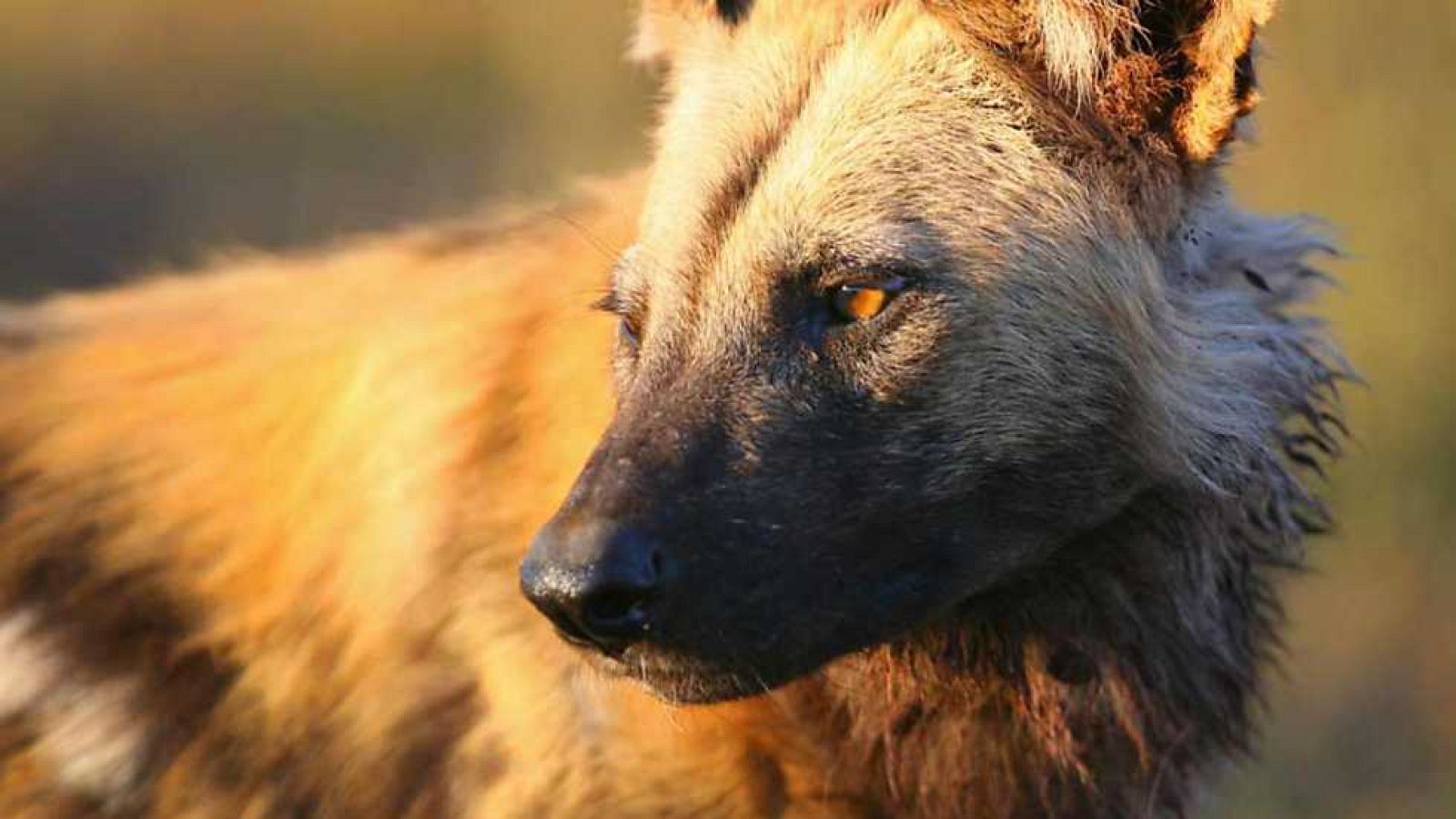 Grandes documentales - La jauría: perros salvajes - ver ahora