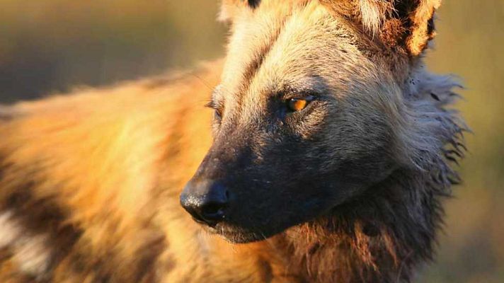 Grandes documentales - La jauría: perros salvajes