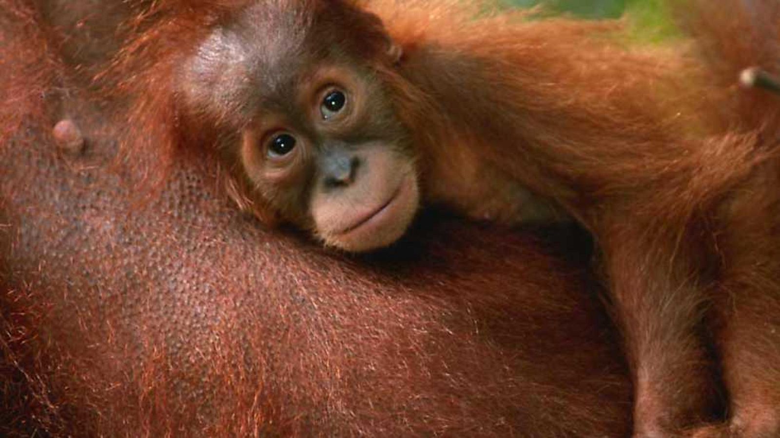 Grandes documentales - Madres y crías en libertad - Ver ahora