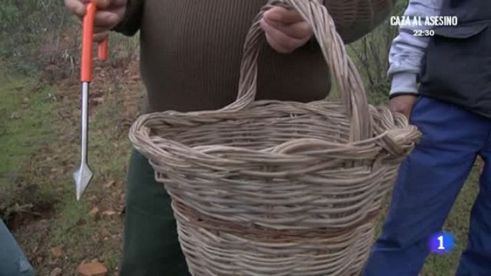 Aquí la Tierra - Recogiendo gurumelos con arte