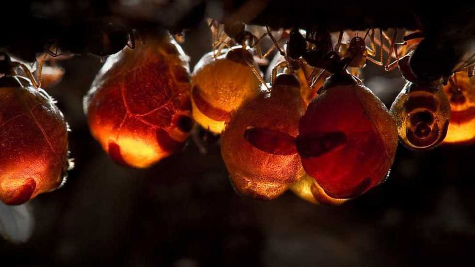 Grandes documentales - El imperio de las hormigas - Ver ahora