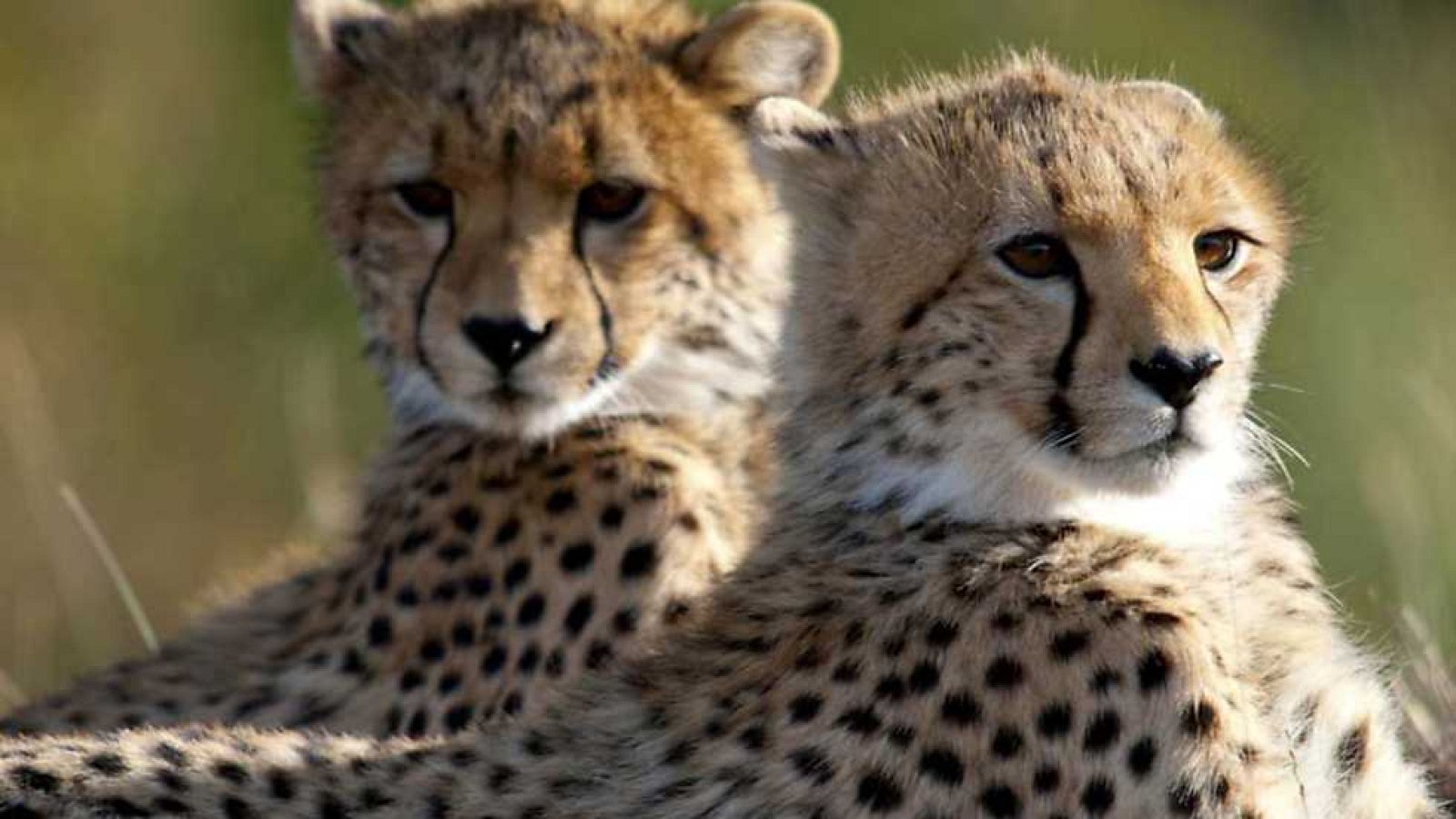 Grandes documentales - Guepardos: contra todo pronóstico - Ver ahora