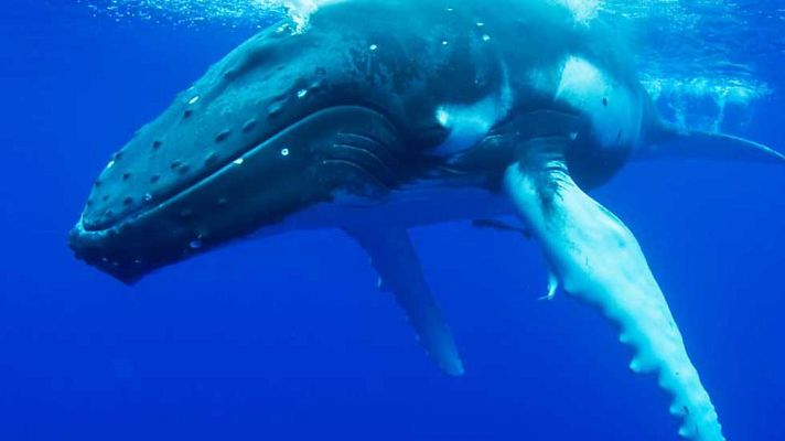 Grandes documentales - En la zona de alimentacion de las ballenas jorobadas