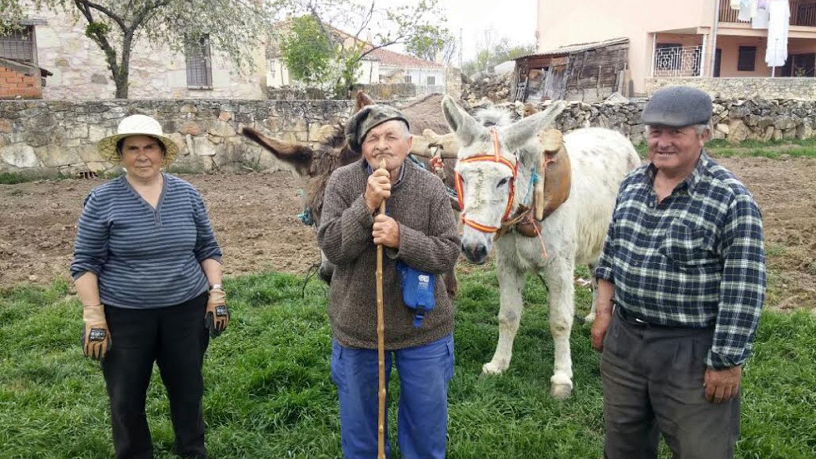 Arado romano como en los viejos tiempos