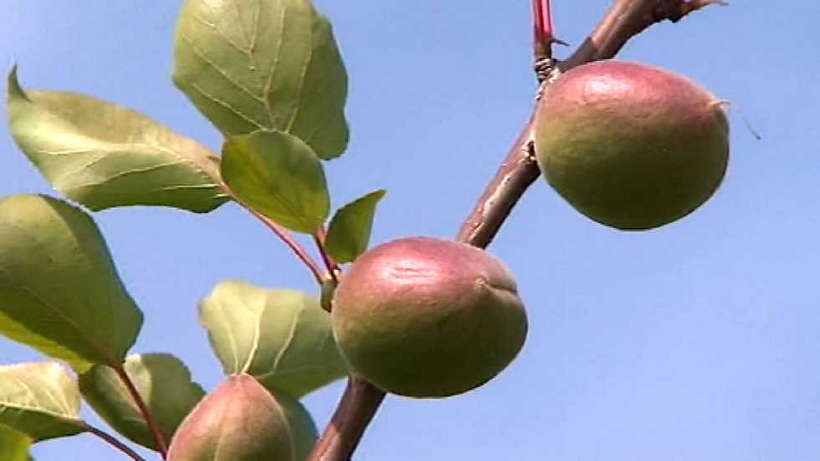 Agrosfera - 02/05/15 - Ver ahora