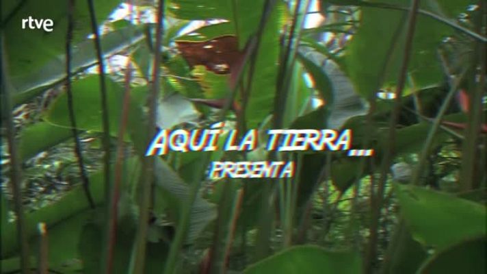Aquí la Tierra - Juan de la Jungla