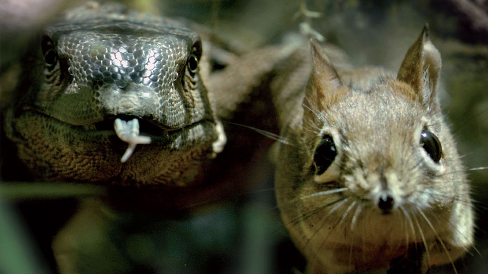 La serie documental 'Reinos ocultos' llega a La2 - Documaster | Ver