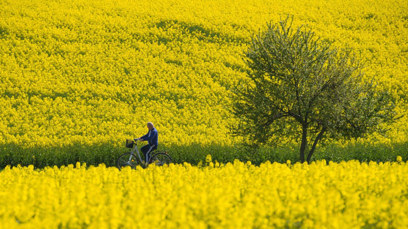 Ascenso localmente notable de las temperaturas diurnas