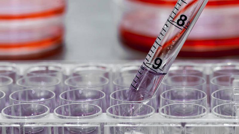 Científicos encuentran un tipo de célula madre que abre una nueva vía para generar órganos