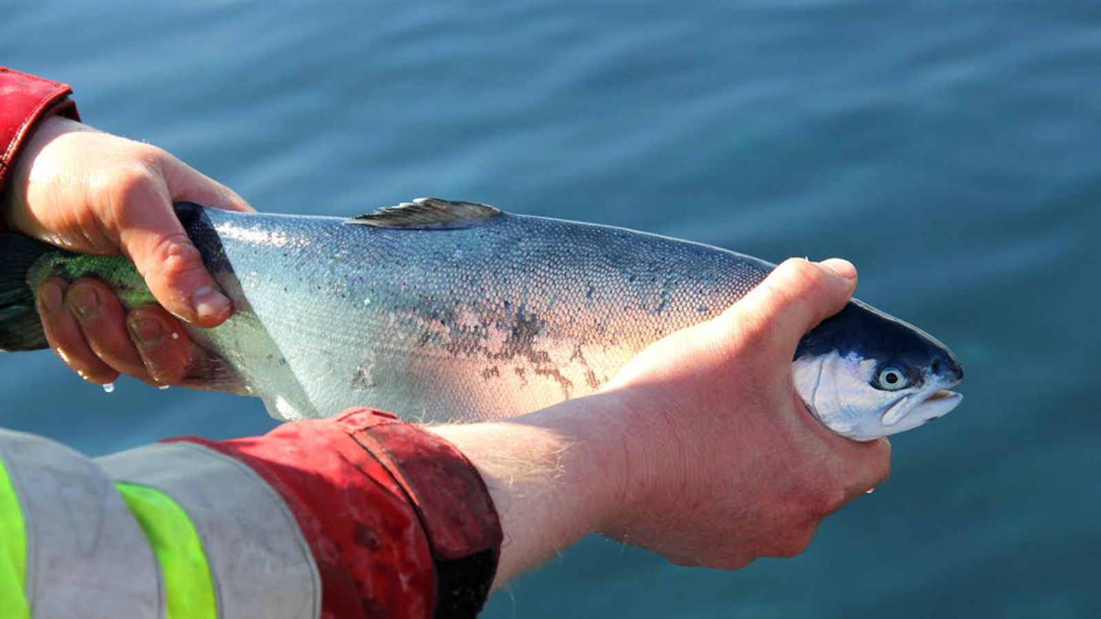 Trucha fresca desde los fiordos noruegos