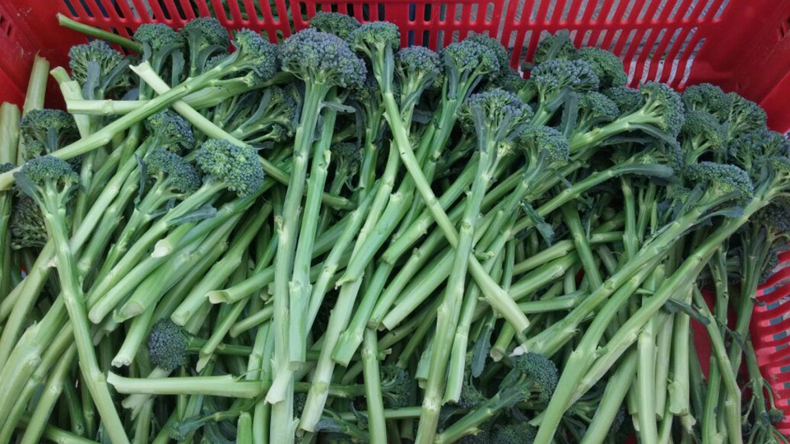 Una curiosa mezcla de espárrago y brócoli