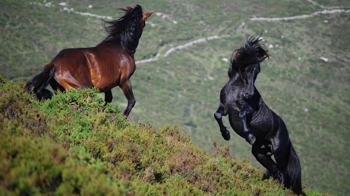 Aquí la Tierra - Maravillosos caballos asturcones