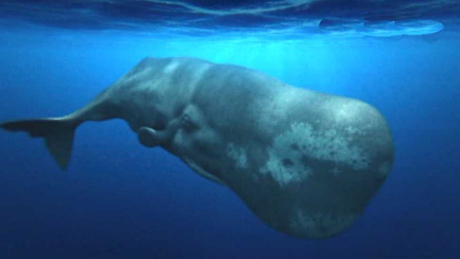 Grandes documentales - Las profundidades oceánicas - ver ahora