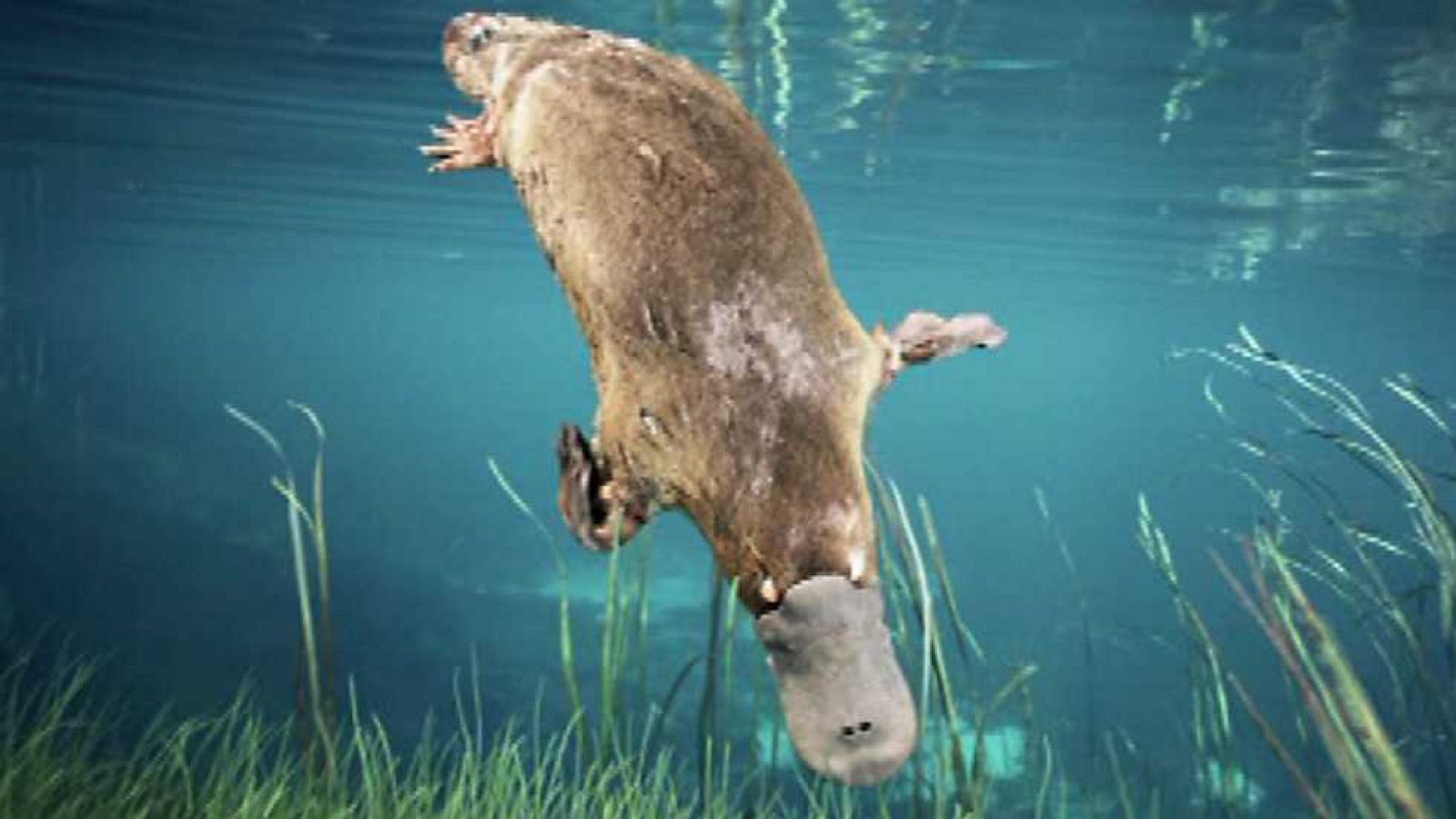 Saber y ganar - 12/05/15 - Ver ahora