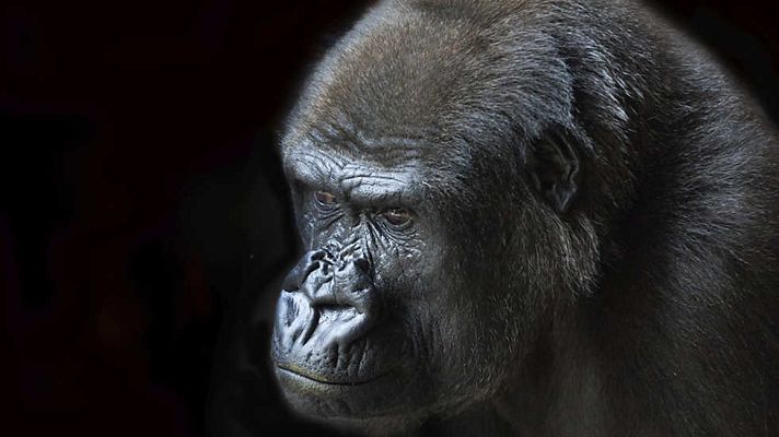 Grandes documentales - El reino de los simios: Hermano contra hermano