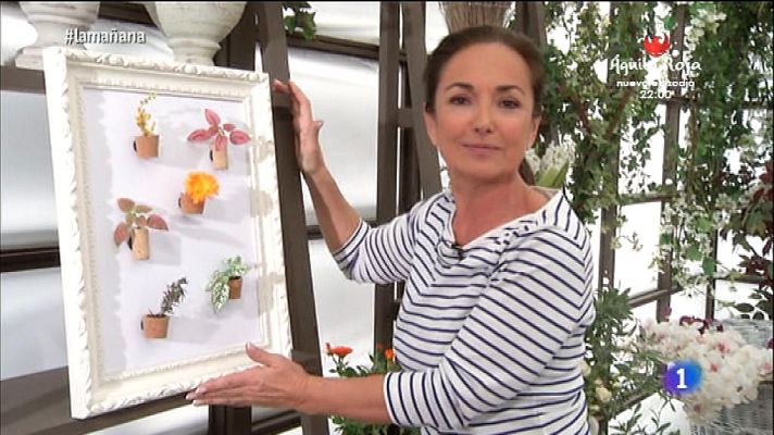 La mañana - Trucos para cuidar las plantas