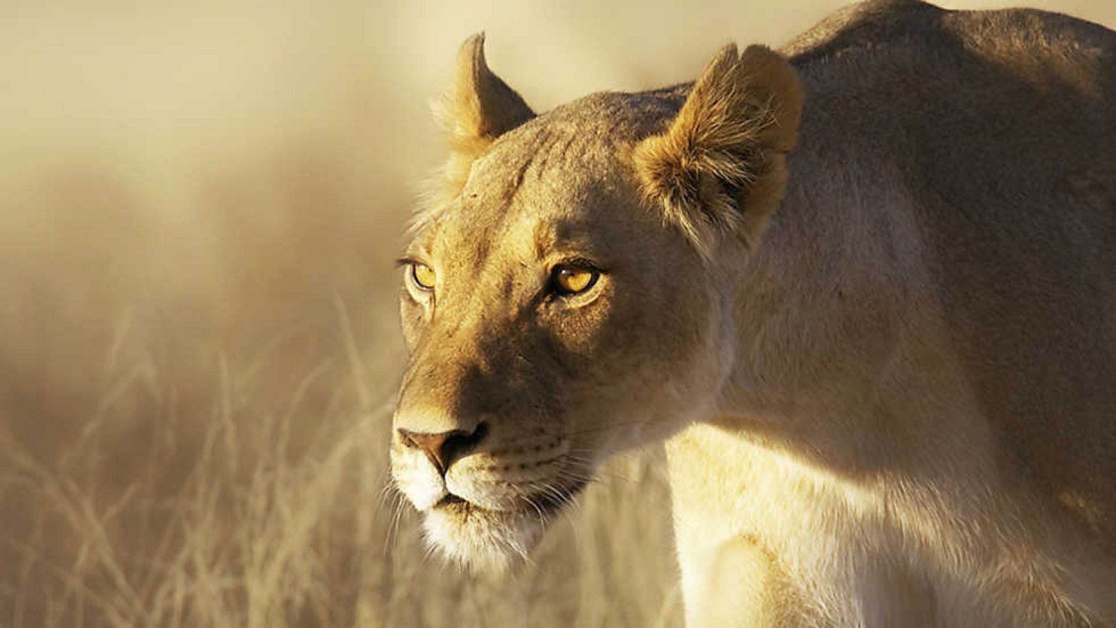 Grandes documentales - Elsa. La leona que cambió el mundo - ver ahora