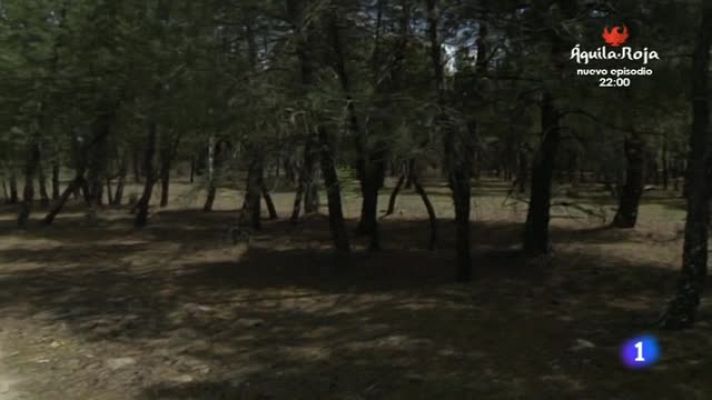 Aquí la Tierra - Alta cocina con piñas de pinos