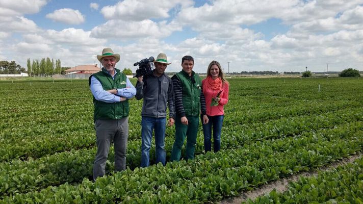 Aquí la Tierra - El tesoro morado de la remolacha