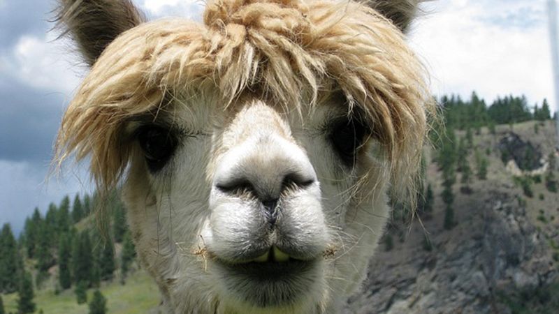 Aquí la Tierra-Alpacas gallegas simpáticas y lanudas