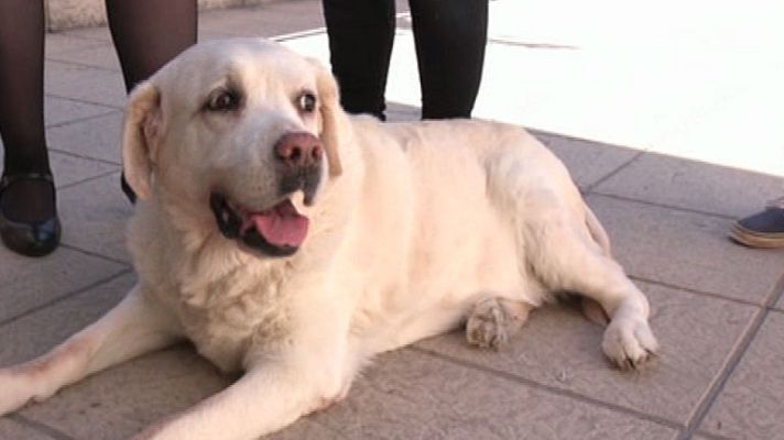 España Directo - Cuca, el perro guía 'jubilado'