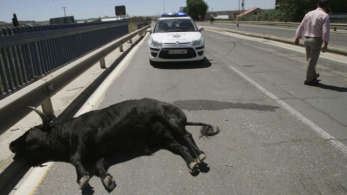 Telediario 1 - Un toro se escapa y causa once heridos en Talavera