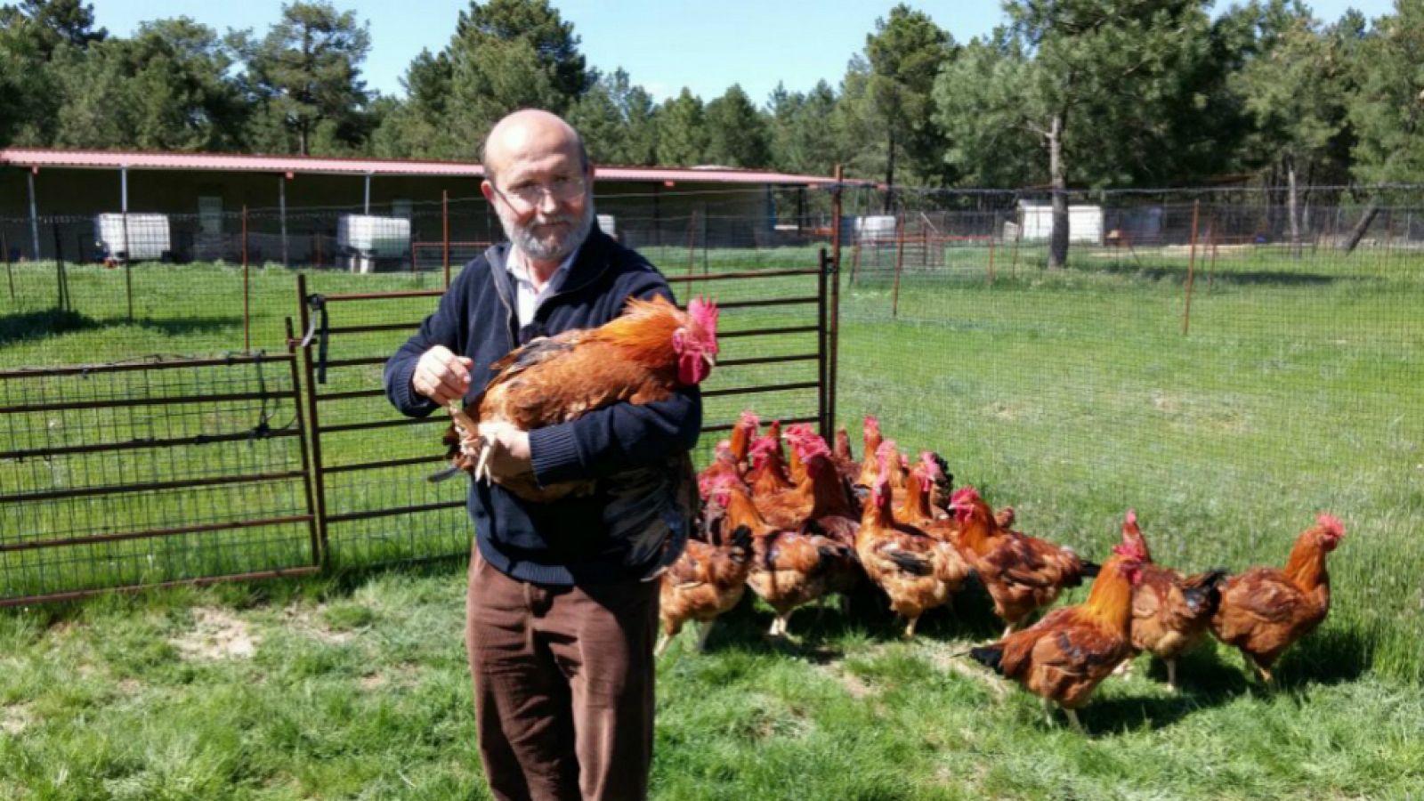 Pollos ecológicos felices