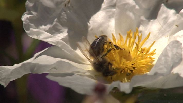 Telediario 1 - Un hombre en estado grave tras ser acribillado por medio millar de abejas en un pueblo de Salamanca