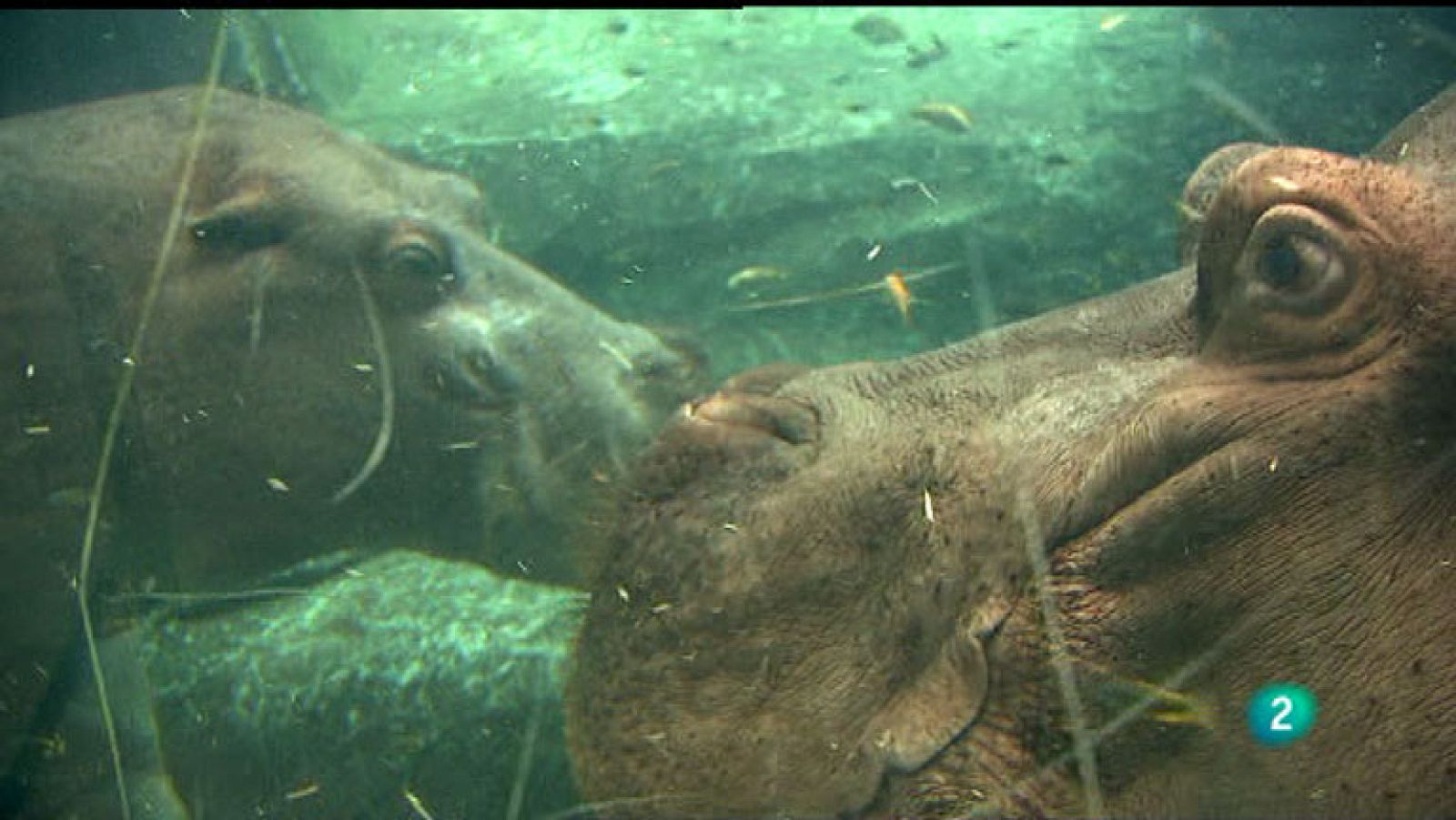 La Aventura del Saber. Bioparc Valencia