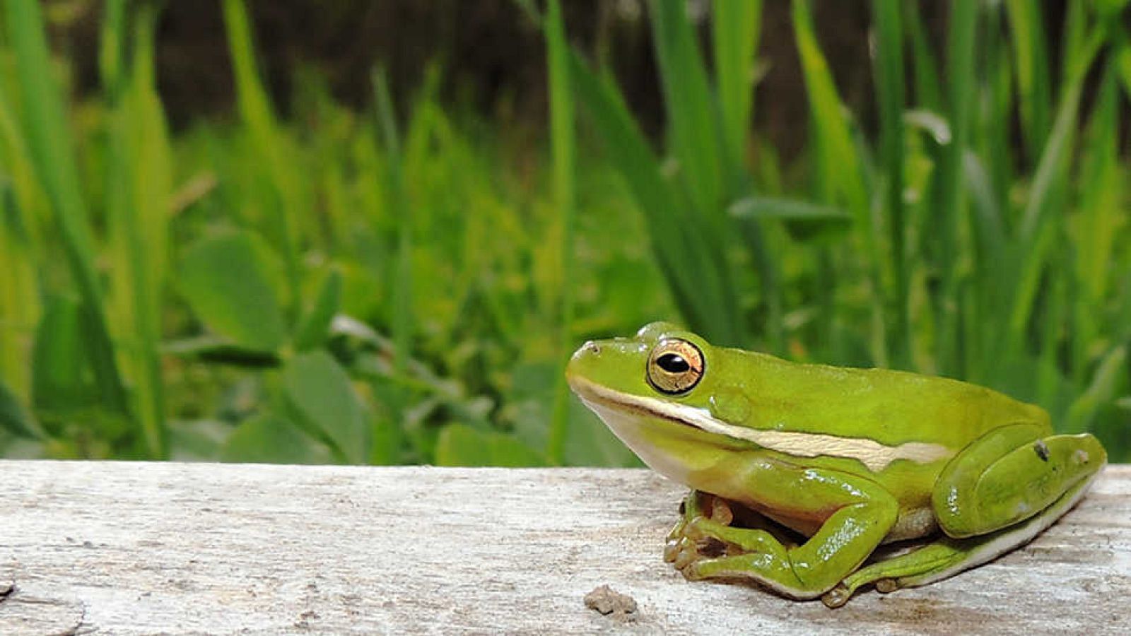 Grandes documentales - Pantanos de Estados Unidos: La cuenca del río Atchafalaya - Ver ahora