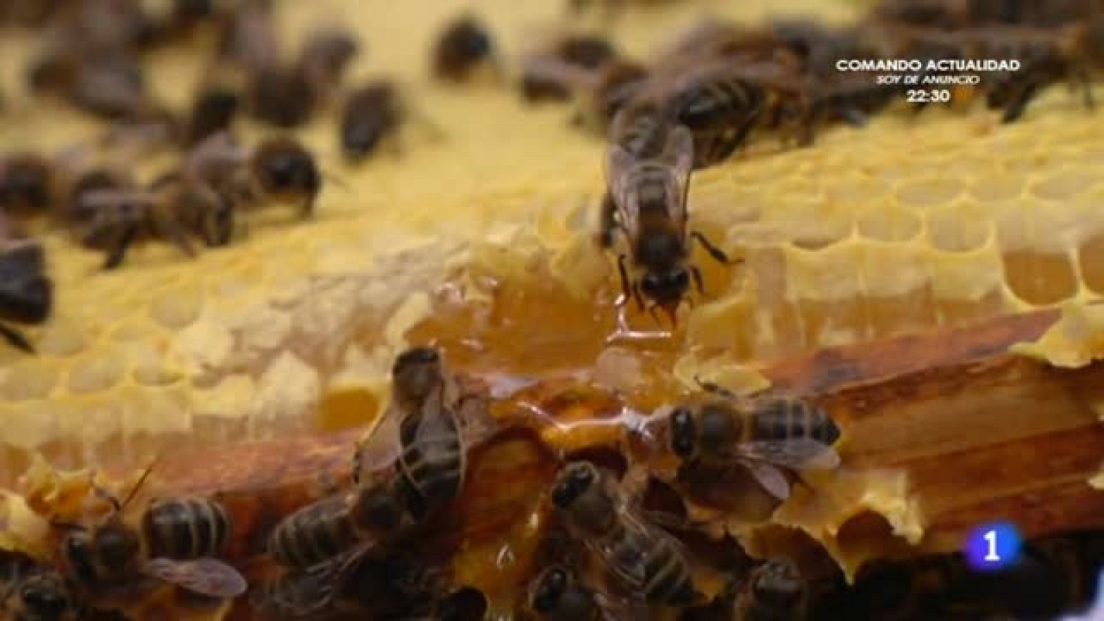 En defensa de las abejas