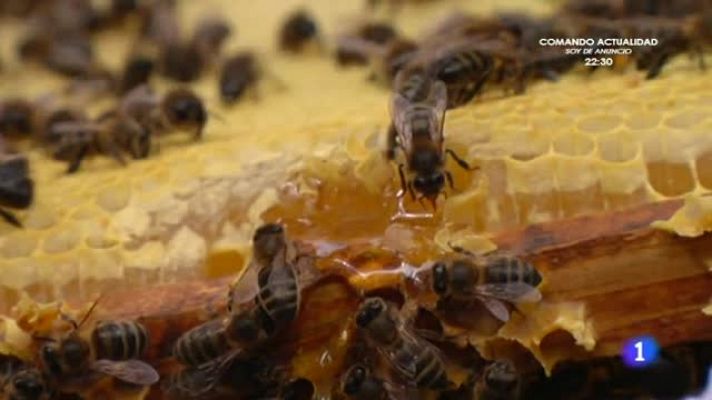 Aquí la Tierra - En defensa de las abejas