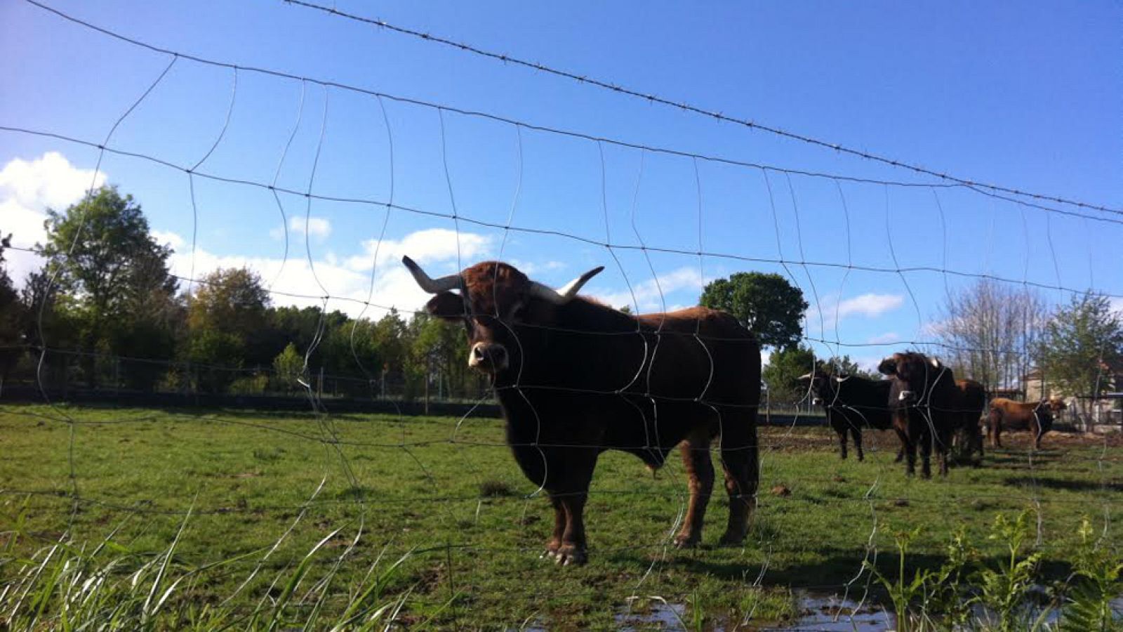 Bueyes antiincendios gallegos