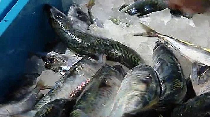 Telediario 1 - Defienden la pesca de Gran Canaria