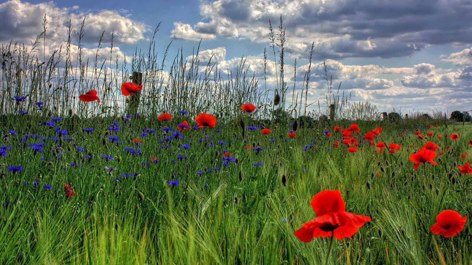 Continúa el viento fuerte en Galicia, Ampurdán, Estrecho y Canarias