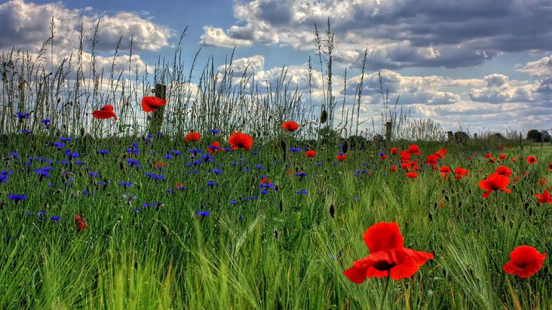 Continúa el viento fuerte en Galicia, Ampurdán, Estrecho y Canarias