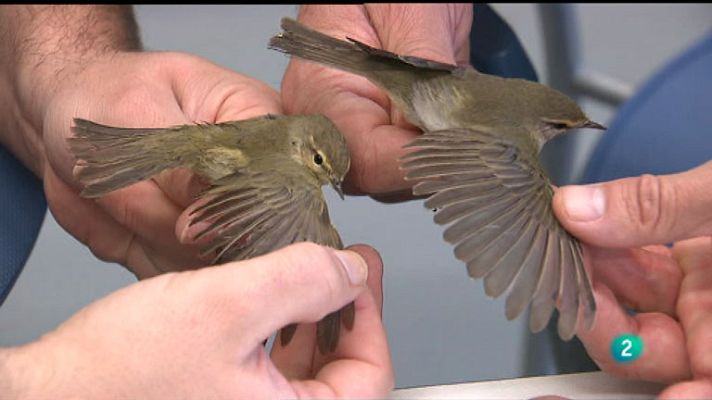 La aventura del Saber - Urdaibai Bird Center