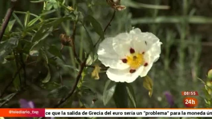 Europa - Europa 2015 - Reportaje - Premio a Seo-Birdlife en el Día de la Red Natura - 22/05/2015