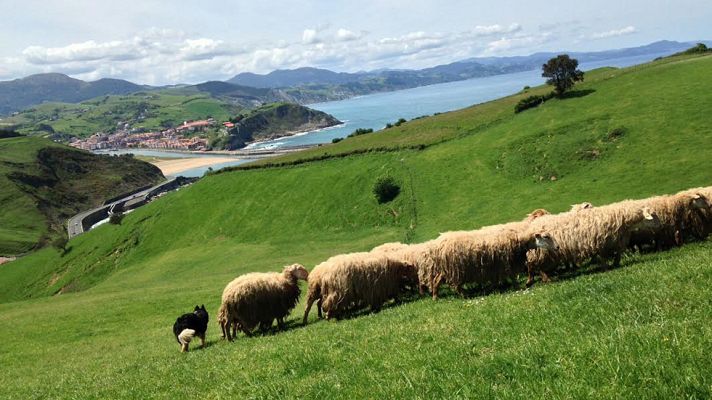 Aquí la Tierra - Aprendiendo a hacer queso Idiazabal