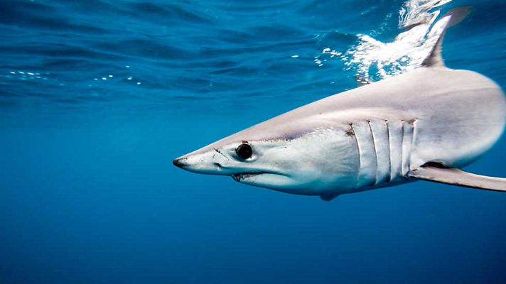 Grandes documentales - Tiburones impactantes