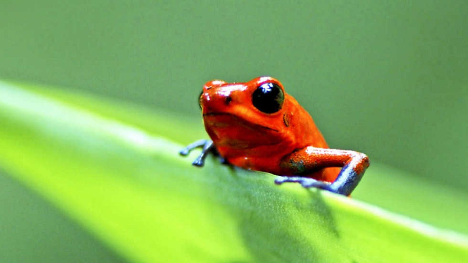 Grandes documentales - Life: Desafios de la vida - ver ahora