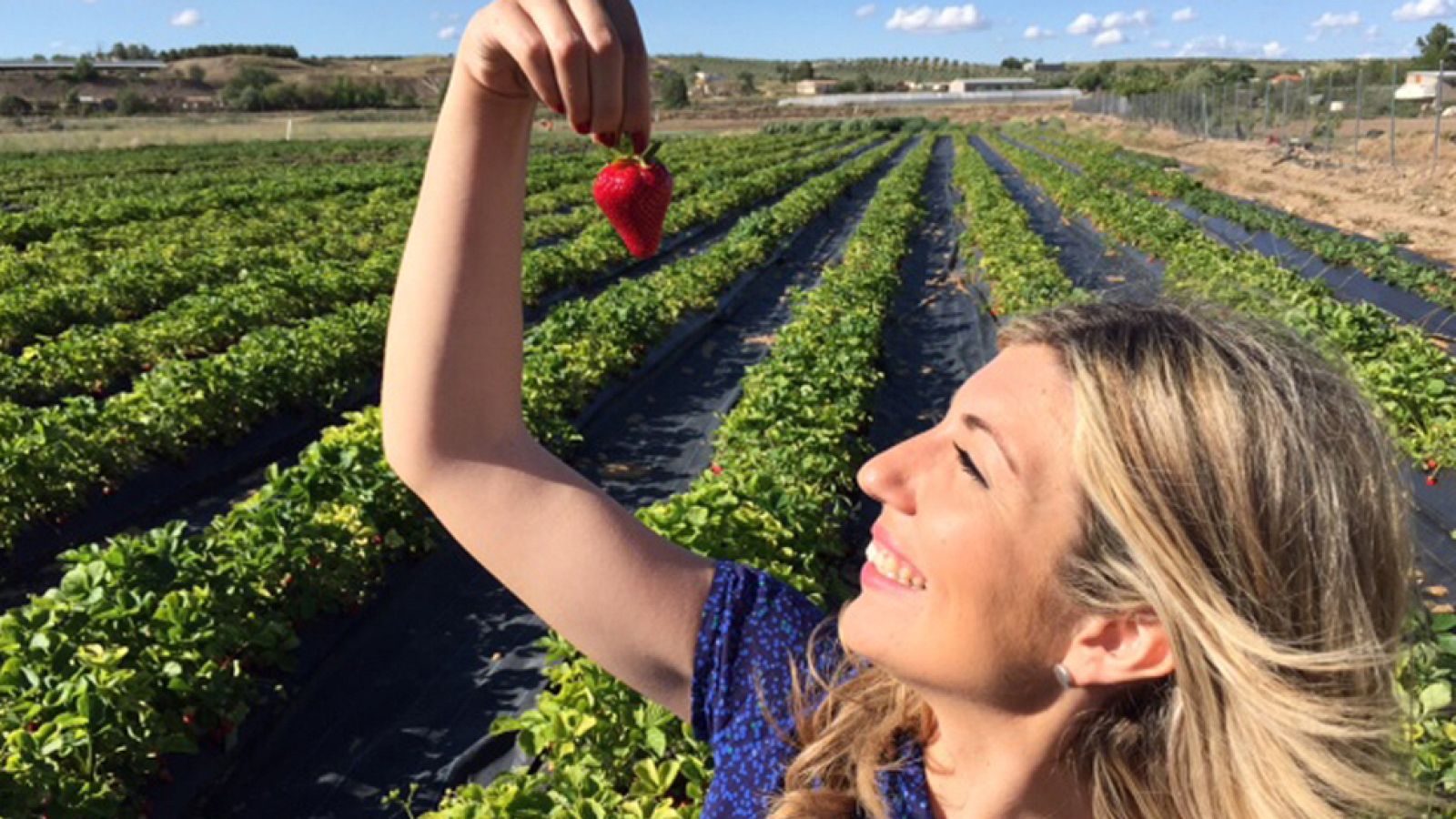 Fresas y fresones manjares de Aranjuez