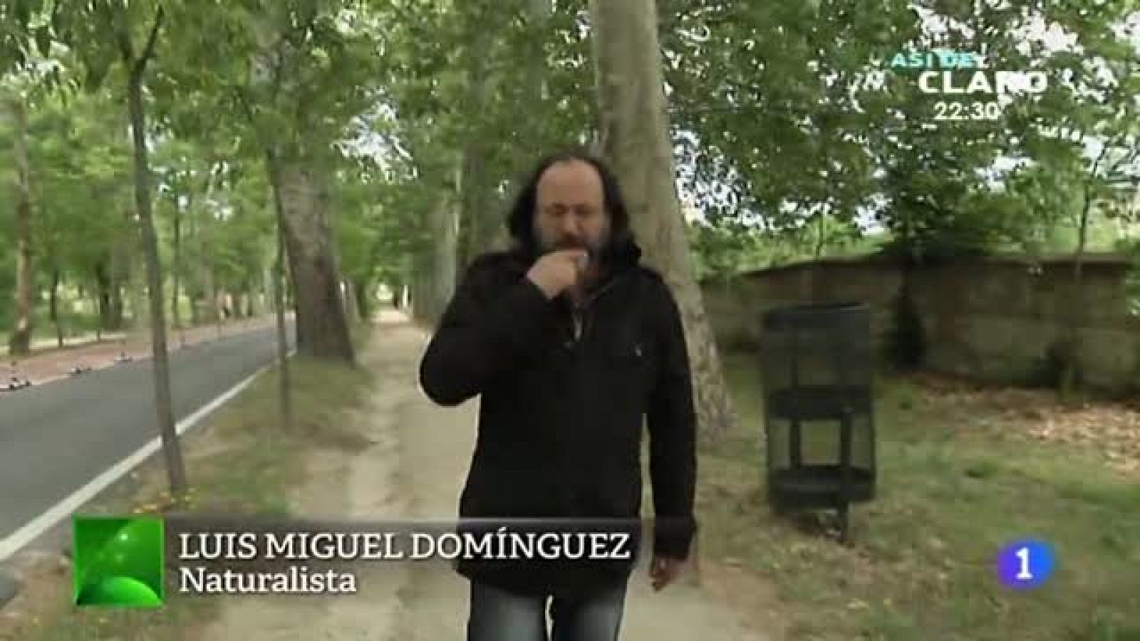 La invasión de las cotorras