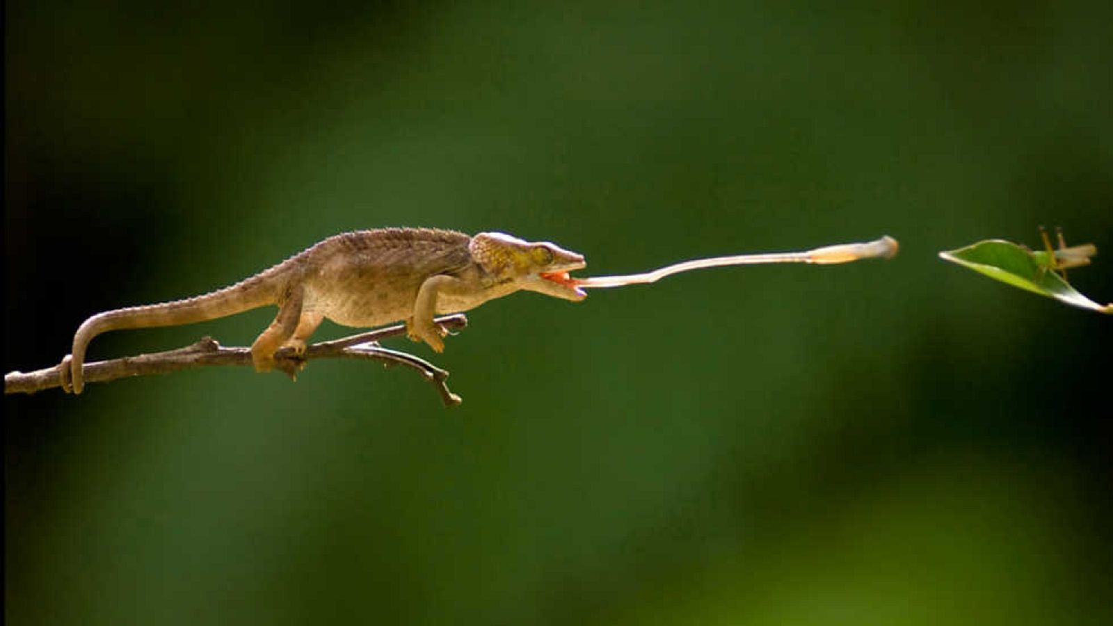 Grandes documentales - Life: Reptiles y anfibios - ver  ahora