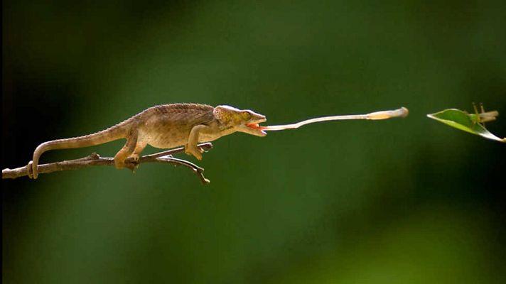 Grandes documentales - Life: Reptiles y anfibios