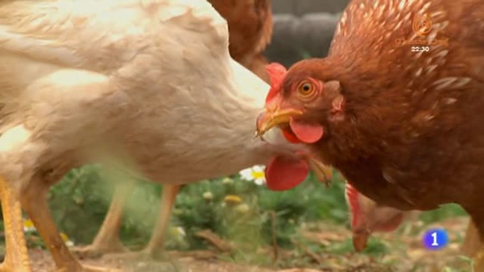 Un paseo en pony por Móstoles