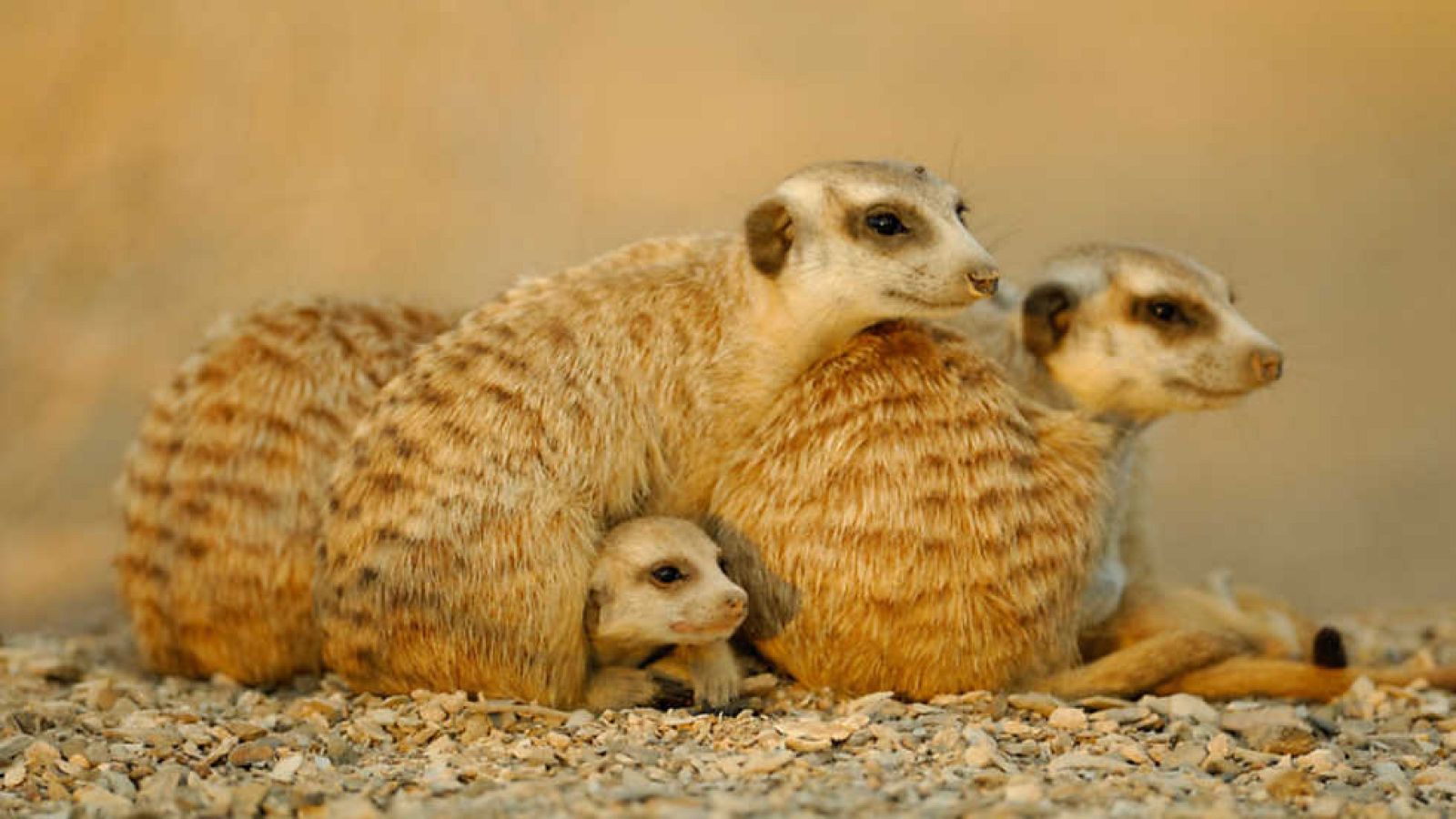 Grandes documentales - Life: Mamíferos - ver ahora