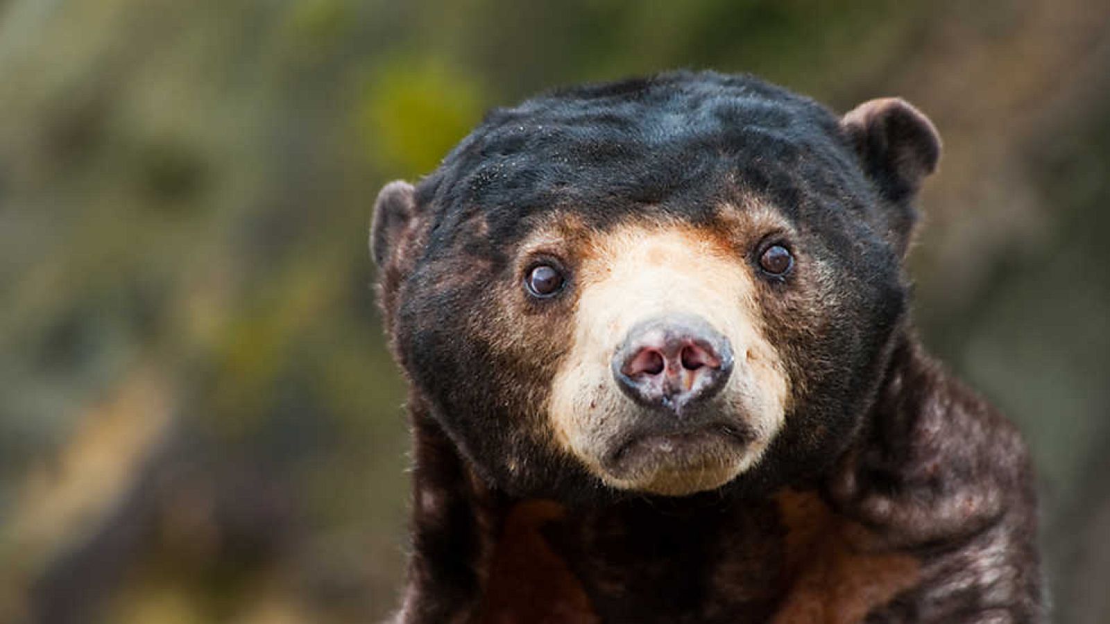 Grandes documentales - Osos del Sol y de la Luna - ver ahora